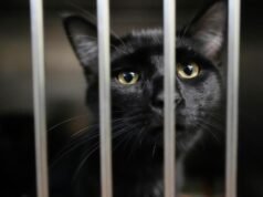 Las familias que reciben SNAP se preocupan por alimentar a sus mascotas