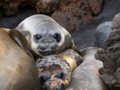 Un futuro “sombrío” para las focas diezmadas por la gripe aviar, advierten los científicos