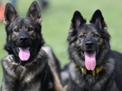 La policía investiga el robo de cuatro perros en el palacio presidencial de Malawi