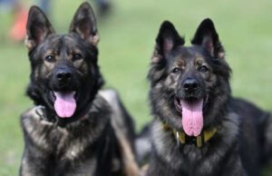 La policía investiga el robo de cuatro perros en el palacio presidencial de Malawi