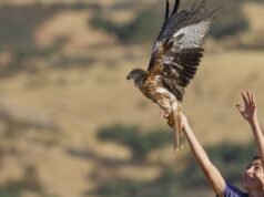 Los milanos reales británicos ayudan a sus primos españoles