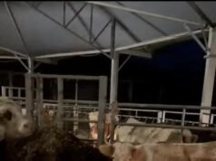 Una vaca escapa del matadero y se une a un rebaño de ovejas en Alemania
