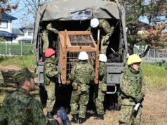 Tropas desplegadas para poner fin a la epidemia de ataques de osos en Japón