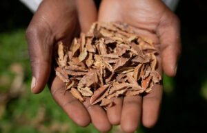Un tribunal de Kenia declara inconstitucional una ley que prohíbe el intercambio de semillas