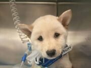 El ‘cachorro más valiente del mundo’ tiene un trágico final después de que una adorable mascota de pura raza sea golpeada y abandonada en el parque