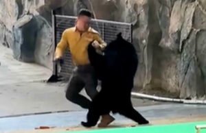 Oso se abalanza sobre su entrenador y lo tira al suelo frente a una multitud sorprendida en un parque de vida silvestre