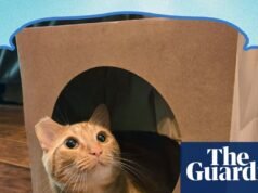 Los siete mejores juguetes ecológicos para gatos para propietarios que odian desperdiciar | gatos