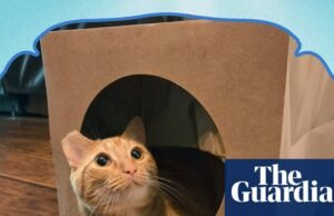 Los siete mejores juguetes ecológicos para gatos para propietarios que odian desperdiciar | gatos