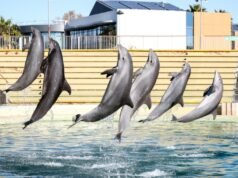 Italia abrirá el primer santuario marino para delfines de Europa