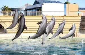Italia abrirá el primer santuario marino para delfines de Europa
