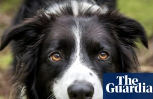 Tener un perro puede mejorar la salud mental de los adolescentes, afirman los científicos | salud mental