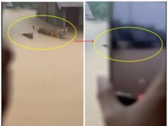 Clip generado por IA de tigres vadeando inundaciones en Malasia