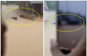 Clip generado por IA de tigres vadeando inundaciones en Malasia