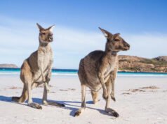 10 experiencias australianas que no cuestan una fortuna