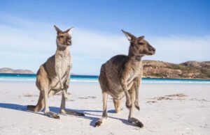 10 experiencias australianas que no cuestan una fortuna