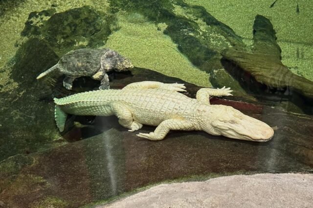 Albino_Alligator_80852-1.jpg