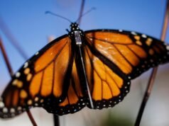 Los rastreadores locales de mariposas esperan que la tecnología Bluetooth pueda revelar los secretos de la migración de las monarcas – The Mercury News