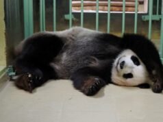 China ofrece a Francia una nueva pareja de pandas durante la visita de Macron