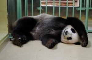 China ofrece a Francia una nueva pareja de pandas durante la visita de Macron