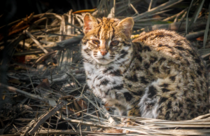 Los queridos gatos chinos antiguos eran más salvajes de lo que se pensaba