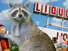 Mapache borracho detenido después de saquear una licorería, ver fotos