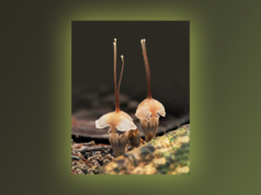 Finalmente aparece una rara “linterna de hadas”