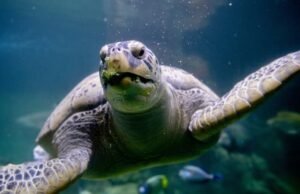 Las autoridades confiscan 30.000 animales vivos en campaña contra el tráfico de vida silvestre