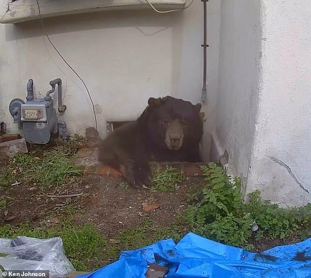 105383299-15449651-A_550_pound_bear_living_under_a_California_home_has_finally_be_e-a-28_17679813586.jpeg