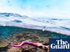 Conoce a las Sirenas: “Una vez que me puse la cola, mi vida cambió para siempre” | Nadar