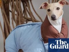 Cachorro y futuro: el mercado de ropa para perros se dispara en el clima frío y húmedo del Reino Unido | Perros