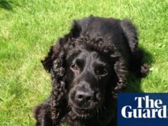 La mascota que nunca olvidaré: Jack, el perro rastreador autorizado que me ayudó en los días más oscuros de la quimioterapia | vida y estilo