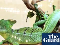 ¿Cuál es la conexión entre el lagarto basilisco y la araña pescadora? Prueba del sábado | Cuestionarios y cuestionarios