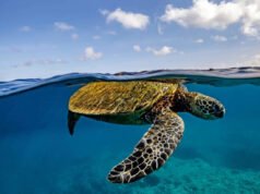 Este estudio de tortugas indica que los arrecifes y los caminos también son importantes