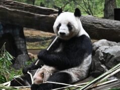 Despedidas entre lágrimas mientras Japón envía pandas de regreso a China en medio del deterioro de las relaciones