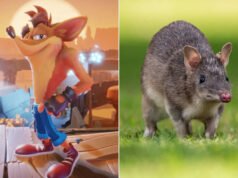 No es sólo un personaje de videojuego, descubre el Bandicoot “Hocico”