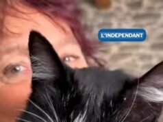 Gato se escapa de un vehículo en España y recorre casi 250 kilómetros para regresar a su hogar en Francia