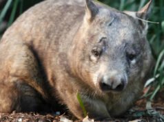 De 35 individuos a 400 y contando