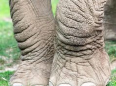 Cómo los elefantes envían mensajes a través del suelo usando sus pies