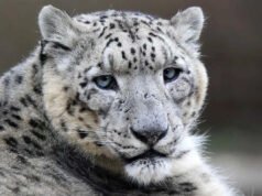 Un leopardo de las nieves ataca a una turista esquiando y le deja la cara cubierta de sangre: informes