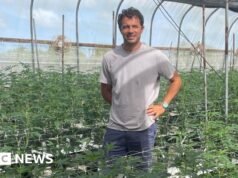 Los productores caribeños de cannabis miran las ventas internas y las incipientes exportaciones