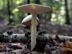 ¿Cómo saben los animales que es seguro comer hongos en el patio trasero de Sunnyvale?