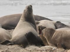 Los elefantes marinos regresan al Parque Estatal Año Nuevo. Visitantes ven pelear toros de 75 libras y cachorros – The Mercury News