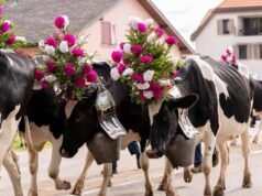 Una tradición viva de movimiento estacional