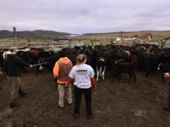 Fecha límite para que los ranchos y lecherías de Point Reyes National Seashore cierren los accesos – The Mercury News