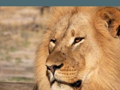 Lion DNA ayuda a condenar a cazadores furtivos por primera vez