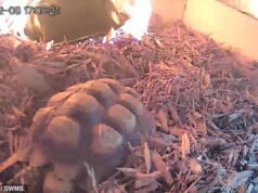 Un video impresionante muestra el momento en que la lámpara prende fuego al recinto de la tortuga, obligándola a hacer un intento lento y mordaz de escapar del infierno.