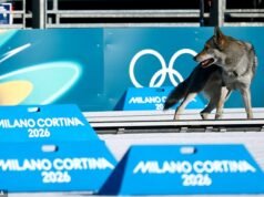 ¿Es un hu-ski? Perro fugitivo corre el riesgo de causar un ‘desastre’ en los Juegos Olímpicos de Invierno tras interrumpir la carrera de cross-country por equipos femeninos