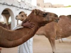 ¡El concurso de belleza está en pleno apogeo! Veinte CAMELLOS son descalificados de la competición por el escándalo del Botox
