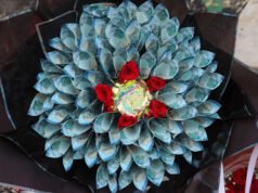 Los kenianos depositan flores a cambio de ramos de dinero en efectivo el día de San Valentín. No todos están impresionados