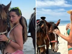 Estrellas en la silla para lanzar el año del caballo de fuego